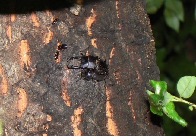 団地前のクヌギ_別の樹液にもコクワガタのペア 2021年5月21日19時35分頃 気温22度